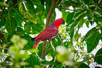 eclectus parrot