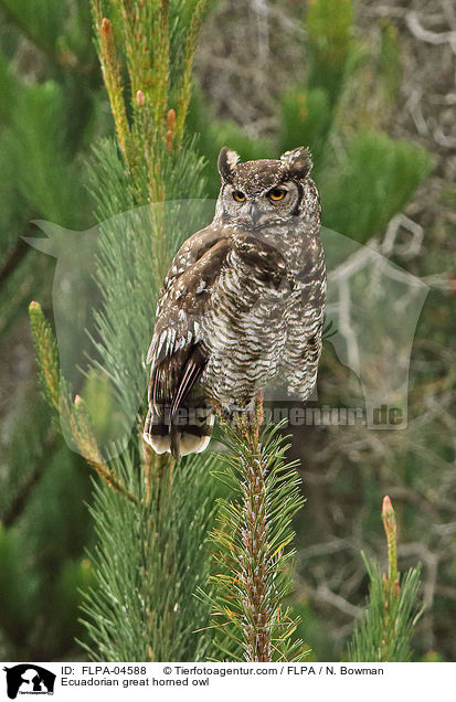 Ekuadorianischer Uhu / Ecuadorian great horned owl / FLPA-04588