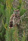 Ecuadorian great horned owl