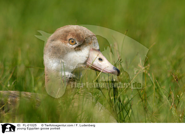 junge Nilgans im Portrait / young Egyptian goose portrait / FL-01025