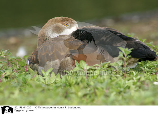Nilgans / Egyptian goose / FL-01026