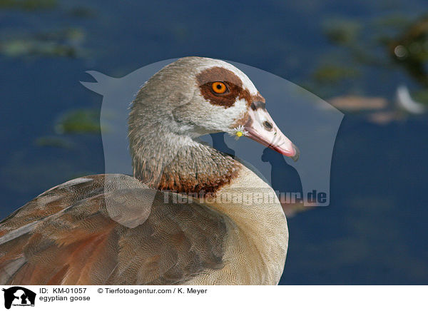 Nilgans / egyptian goose / KM-01057