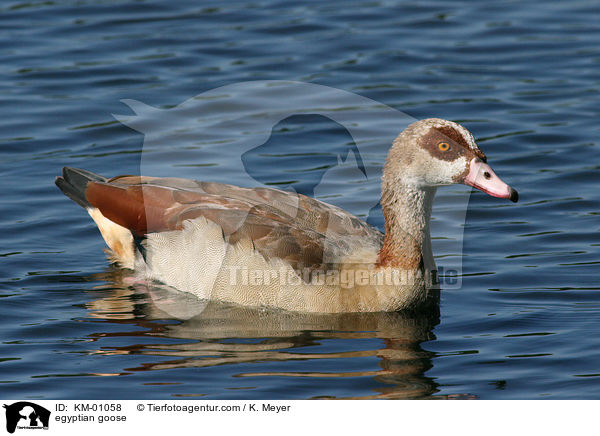 Nilgans / egyptian goose / KM-01058