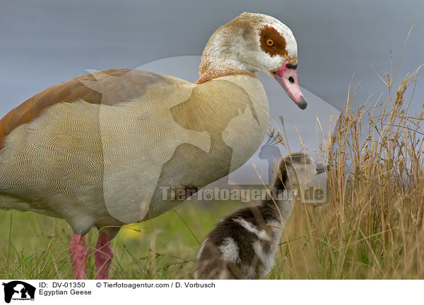 Nilgnse / Egyptian Geese / DV-01350