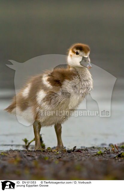 junge Nilgans / young Egyptian Goose / DV-01353