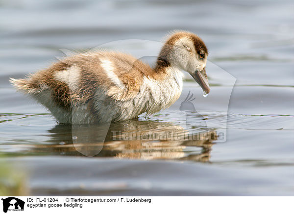 Nilgans Kken am See / egyptian goose fledgling / FL-01204