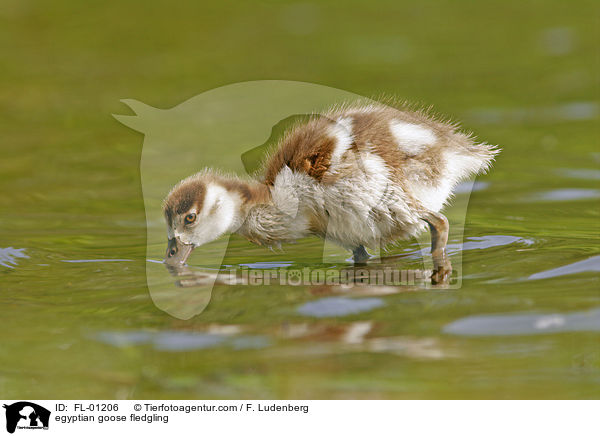 Nilgans Kken am See / egyptian goose fledgling / FL-01206