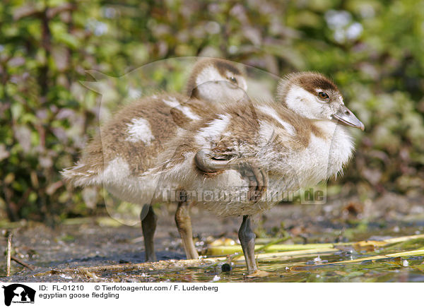 Nilgans Kken am See / egyptian goose fledgling / FL-01210