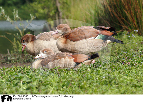 Nilgnse / Egyptian Goose / FL-01365