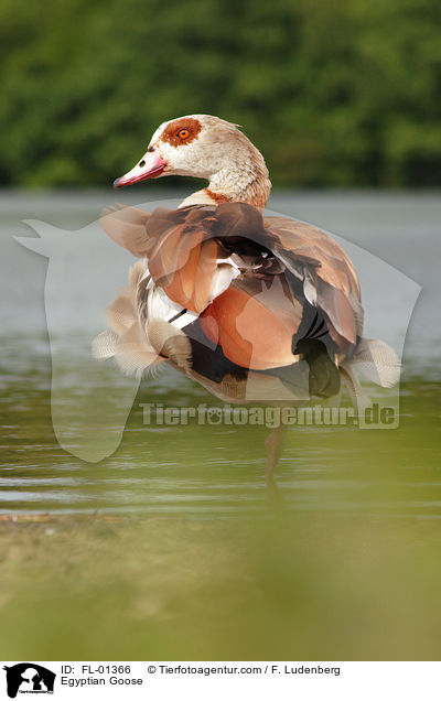 Nilgans / Egyptian Goose / FL-01366