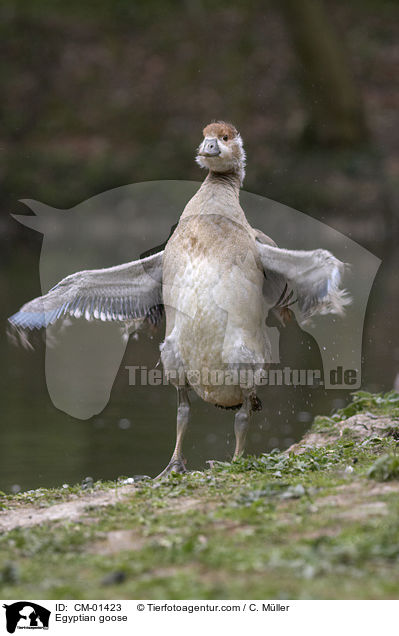 Nilgans / Egyptian goose / CM-01423