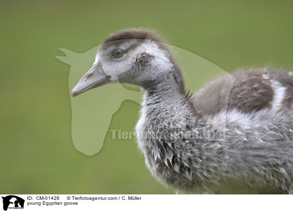 junge Nilgans / young Egyptian goose / CM-01426