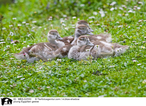 junge Nilgnse / young Egyptian geese / MBS-02550