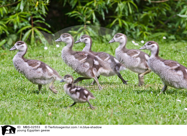 junge Nilgnse / young Egyptian geese / MBS-02553