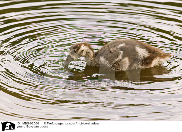 young Egyptian goose / MBS-02566