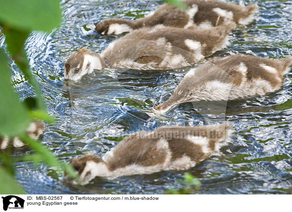 young Egyptian geese / MBS-02567