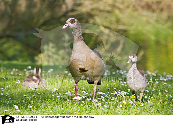 Egyptian geese / MBS-02571