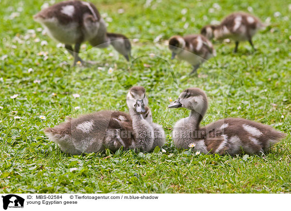 young Egyptian geese / MBS-02584