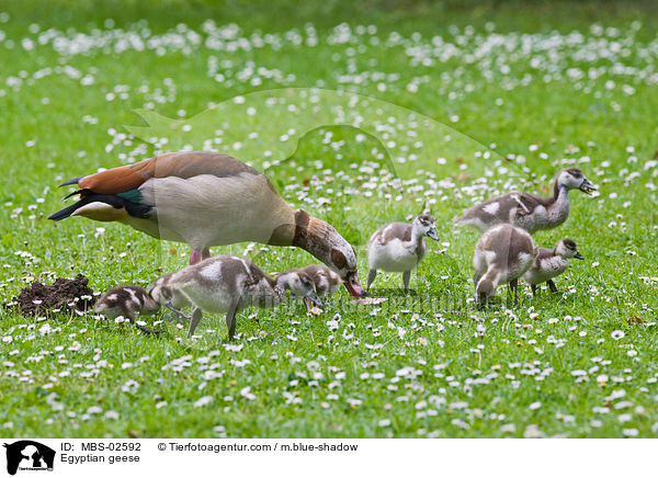 Nilgnse / Egyptian geese / MBS-02592