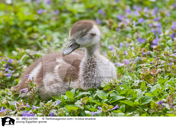 young Egyptian goose / MBS-02598
