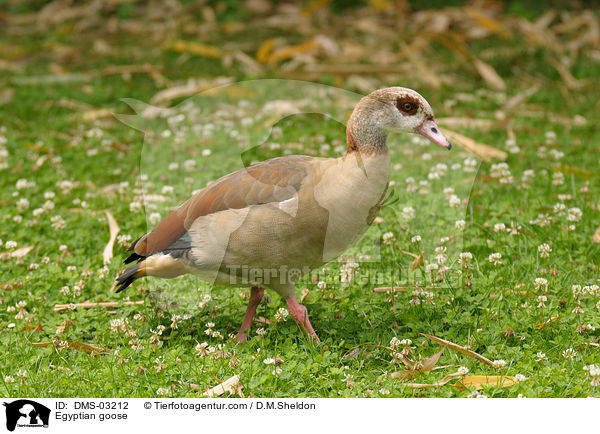 Egyptian goose / DMS-03212