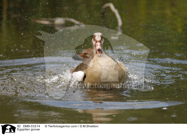 Egyptian goose / DMS-03214