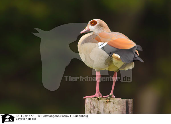 Nilgans / Egyptian goose / FL-01677
