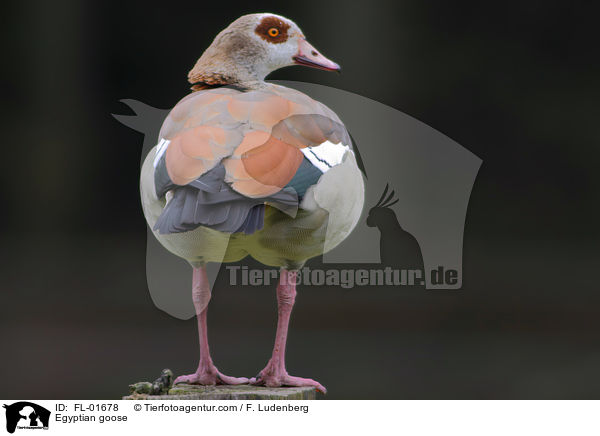 Nilgans / Egyptian goose / FL-01678