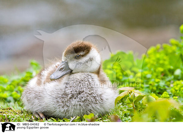 young Egyptian goose / MBS-04082