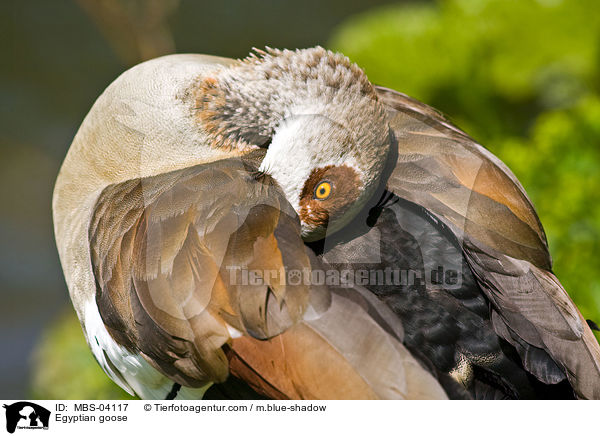 Egyptian goose / MBS-04117