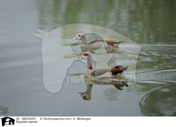 Nilgnse / Egyptian geese / AM-02463