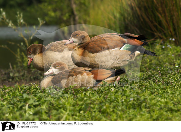 Nilgnse / Egyptian geese / FL-01772
