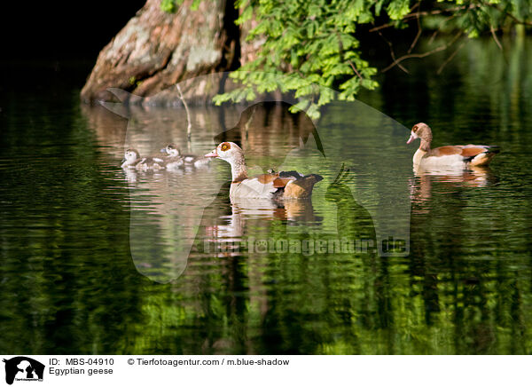Egyptian geese / MBS-04910
