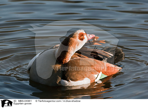 Egyptian goose / MBS-04961
