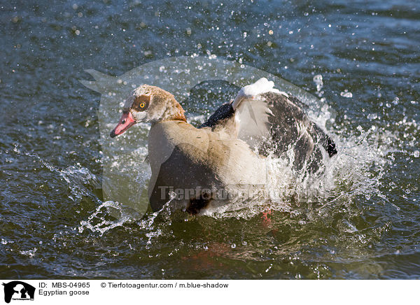 Nilgans / Egyptian goose / MBS-04965