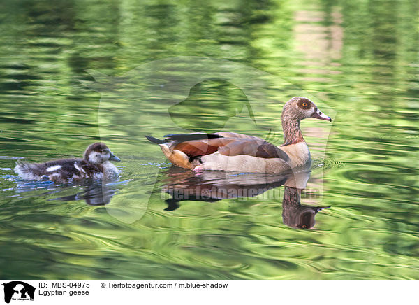 Nilgnse / Egyptian geese / MBS-04975