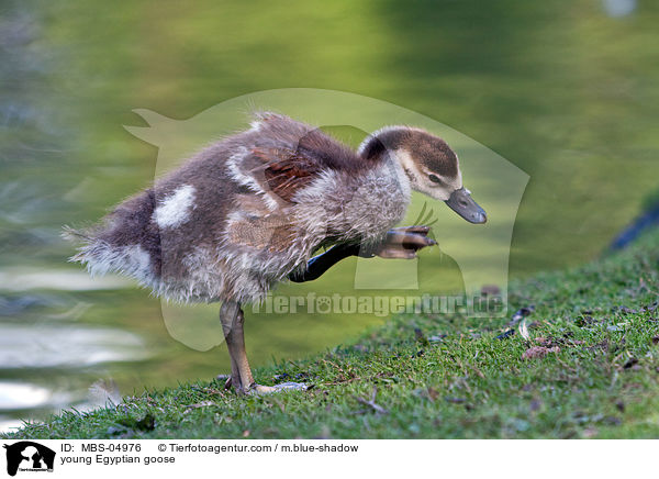 junge Nilgans / young Egyptian goose / MBS-04976