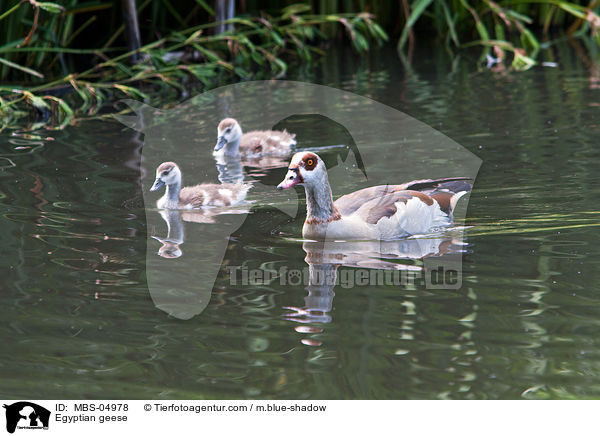 Nilgnse / Egyptian geese / MBS-04978