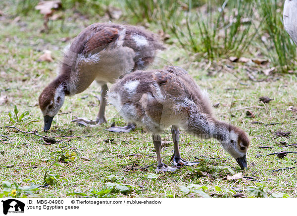 junge Nilgnse / young Egyptian geese / MBS-04980
