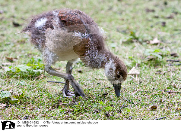 junge Nilgans / young Egyptian goose / MBS-04982