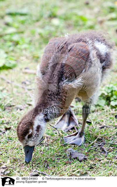 junge Nilgans / young Egyptian goose / MBS-04983