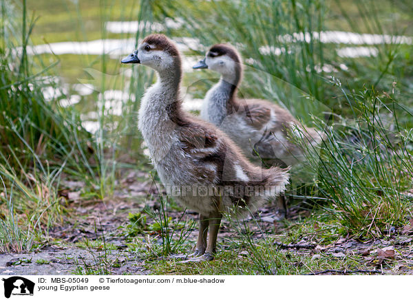 young Egyptian geese / MBS-05049
