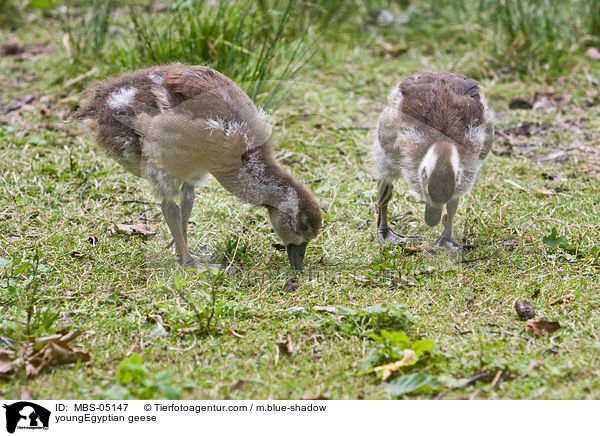 junge Nilgnse / youngEgyptian geese / MBS-05147