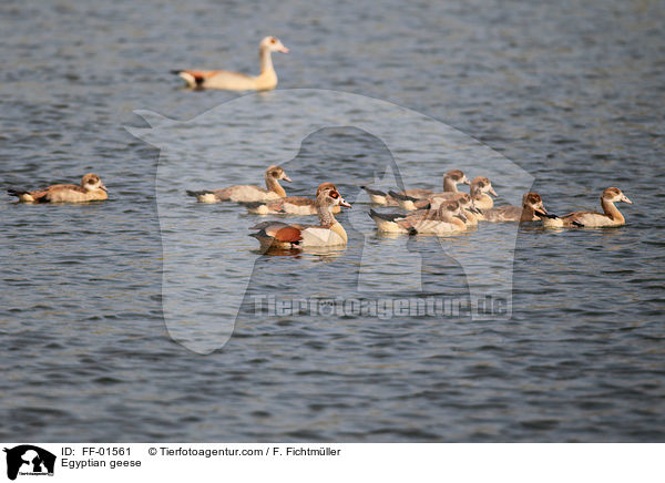 Nilgnse / Egyptian geese / FF-01561