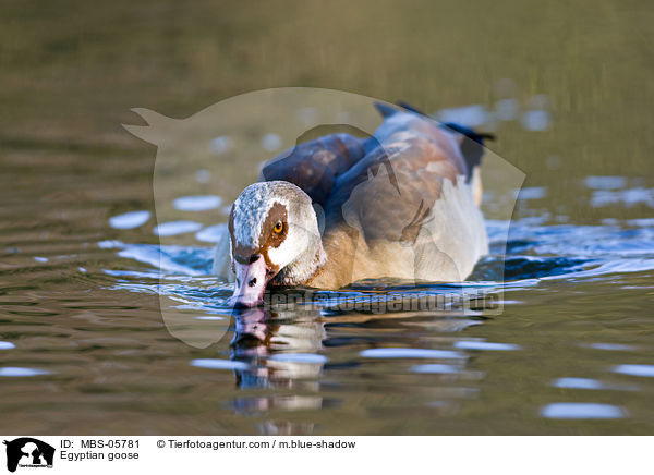 Nilgans / Egyptian goose / MBS-05781