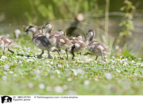 Egyptian geese / MBS-05783