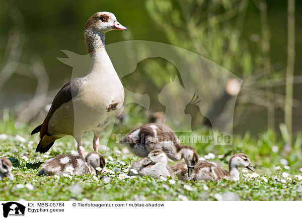 Nilgnse / Egyptian geese / MBS-05784