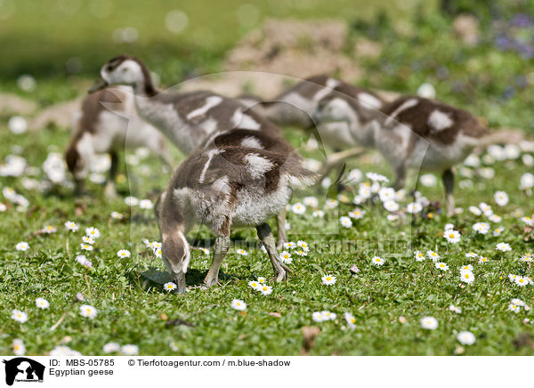 Egyptian geese / MBS-05785