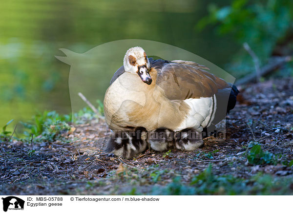 Nilgnse / Egyptian geese / MBS-05788