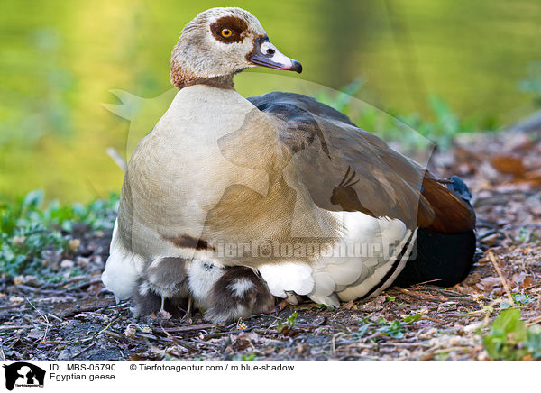 Egyptian geese / MBS-05790